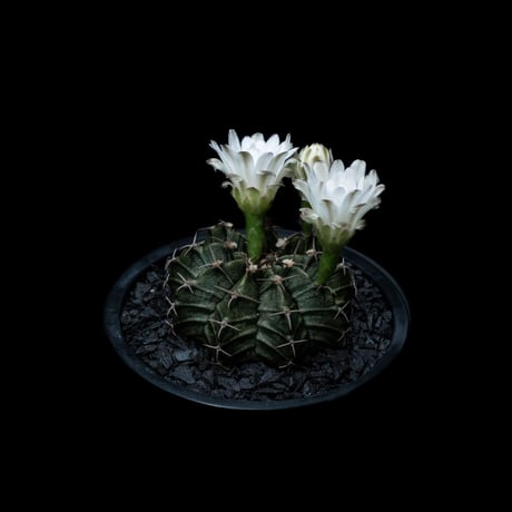 ギムノカリキウム フリードリッヒ×ヒボタン錦 / Gymnocalycium mihanovichii hyb. (v.friedrichi × cv.Hibotannishiki) #1