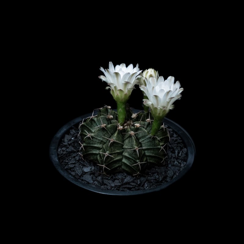 ギムノカリキウム フリードリッヒ×ヒボタン錦 / Gymnocalycium mihanovi