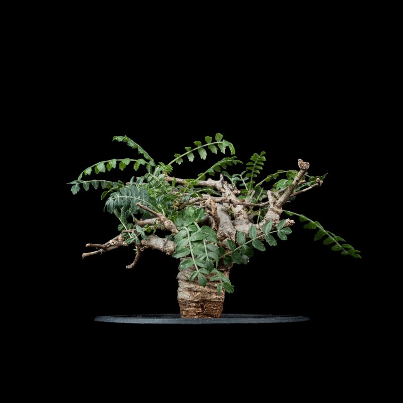 ボスウェリア ネグレクタ / Boswellia neglecta #1 | Ducks (