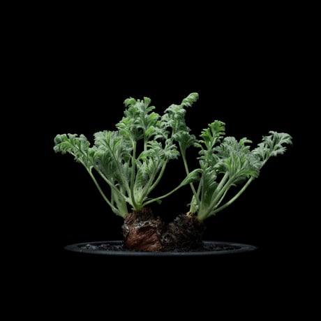 ペラルゴニウム アッペンディクラツム / Pelargonium appendiculatum #4