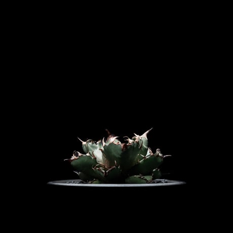 アガベ チタノタ 姫厳竜 / Agave titanota ‘Dwarf’ #4