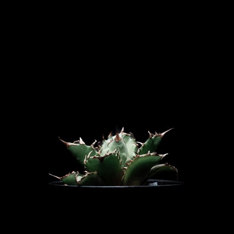 アガベ チタノタ 姫厳竜 / Agave titanota ‘Dwarf’ #6