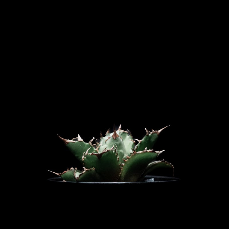 アガベ チタノタ 姫厳竜 / Agave titanota 'Dwarf' #6 | Duck