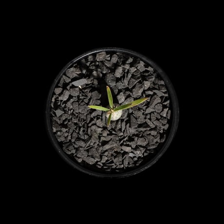 パキポディウム グラキリス / Pachypodium rosulatum var. gracilius #63