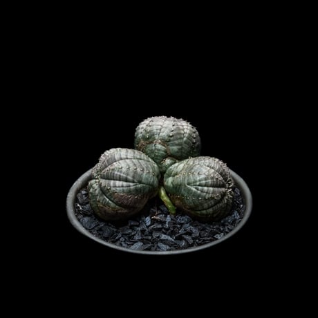 ユーフォルビア オベサ [多頭タイプ] / Euphorbia obesa f.caespitosa #3