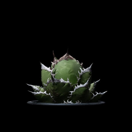アガベ チタノタ 黒火焔 / Agave titanota ‘Black Fire’ #2