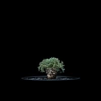 モンソニア ペニクリナム / Monsonia peniculina #10