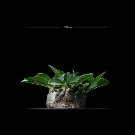 パキポディウム ブレビカウレ / Pachypodium brevicaule #6