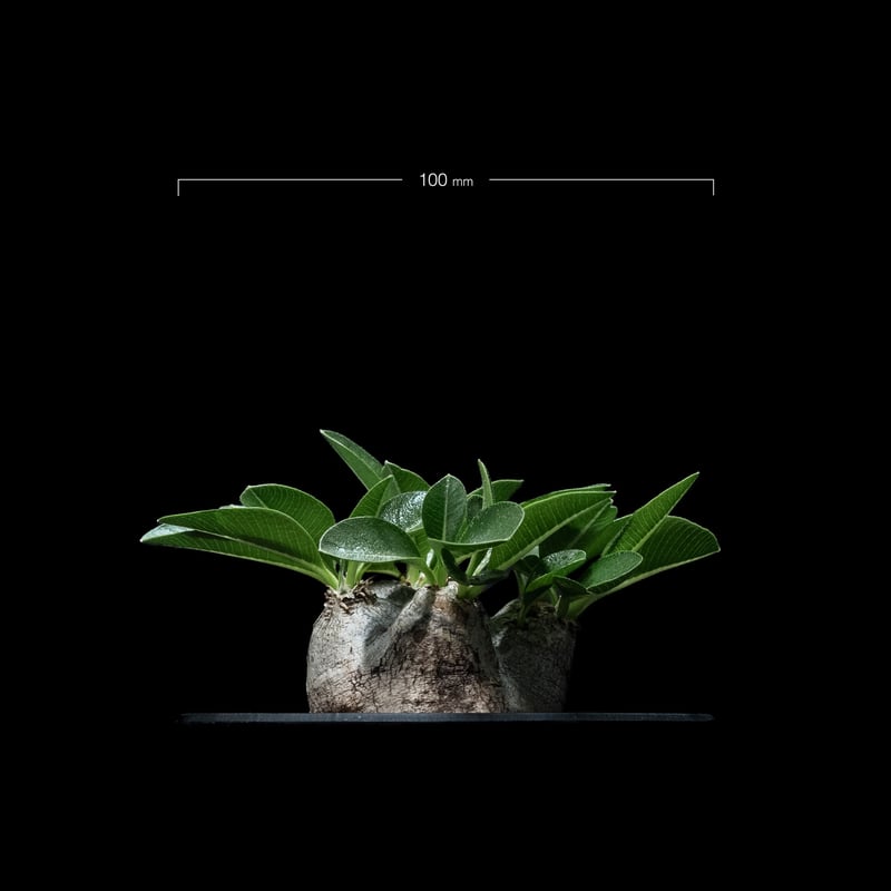 パキポディウム ブレビカウレ / Pachypodium brevicaule #6 | Du 