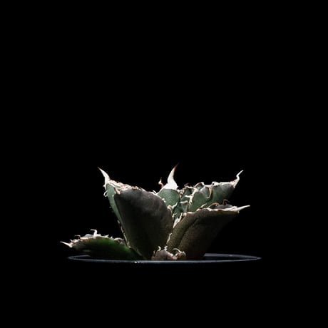 アガベ チタノタ 白鯨 / Agave titanota ‘White Whale’ #6