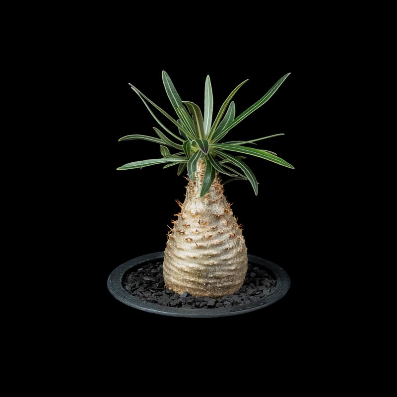 GIRUVI Pachypodium Gracilius グラキリス GIRUVI Pachypodium Gracilius グラキリス
