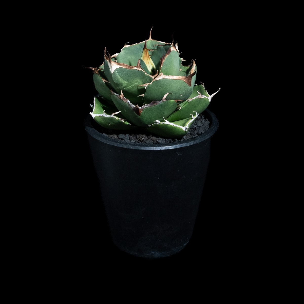 【選抜】アガベ純血ジャガーノート【幅広ボール型コンパクト】 選抜】アガベ純血ジャガーノート【幅広ボール型コンパクト