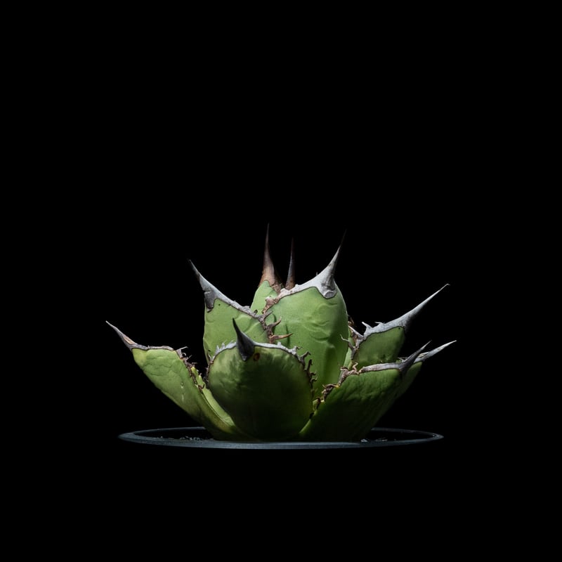 アガベ チタノタ 黒桃 / Agave titanota 'Spade' #1 | Ducks