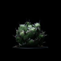 アガベ チタノタ ブラック&ブルー / Agave titanota ‘Black & Blue’ #17