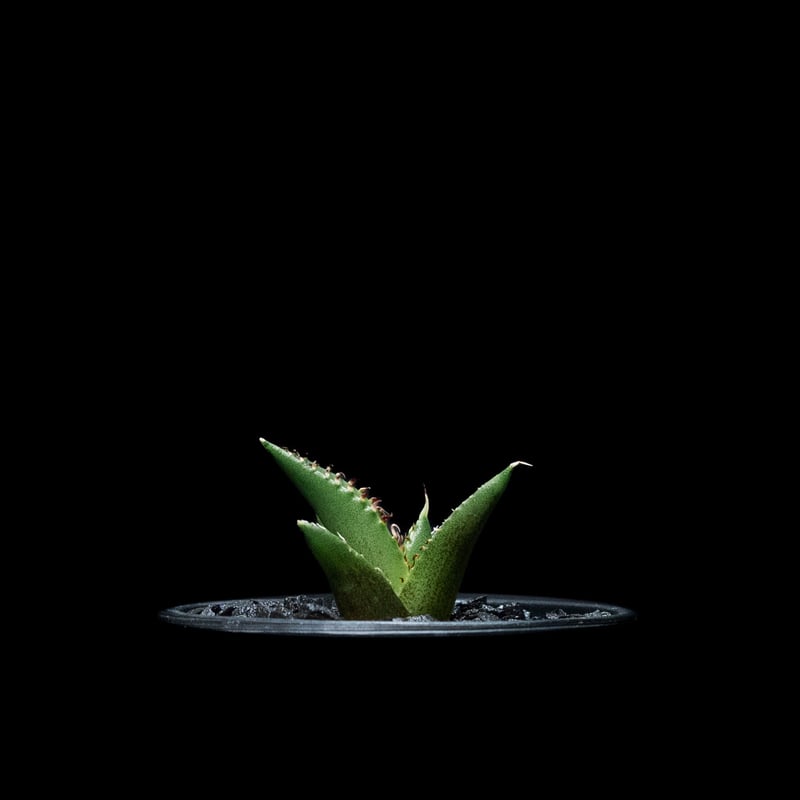 アガベ チタノタ ハデス / Agave titanota 'Hades' #3 | D