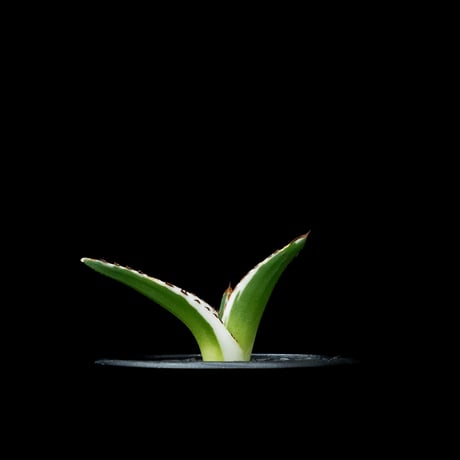 アガベ 氷山 / Agave victoriae-reginae ‘Hyouzan’ #2