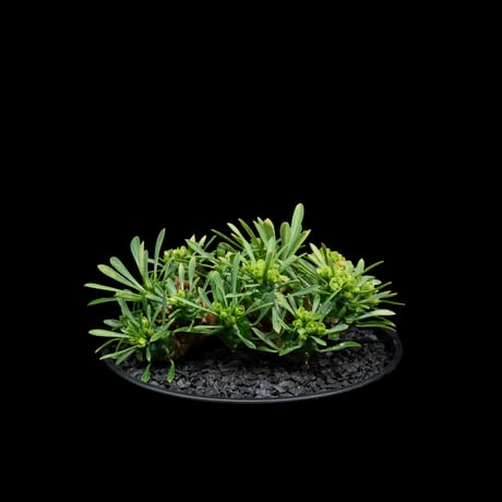 ユーフォルビア 峨眉山 / Euphorbia ‘Gabizan’ #9