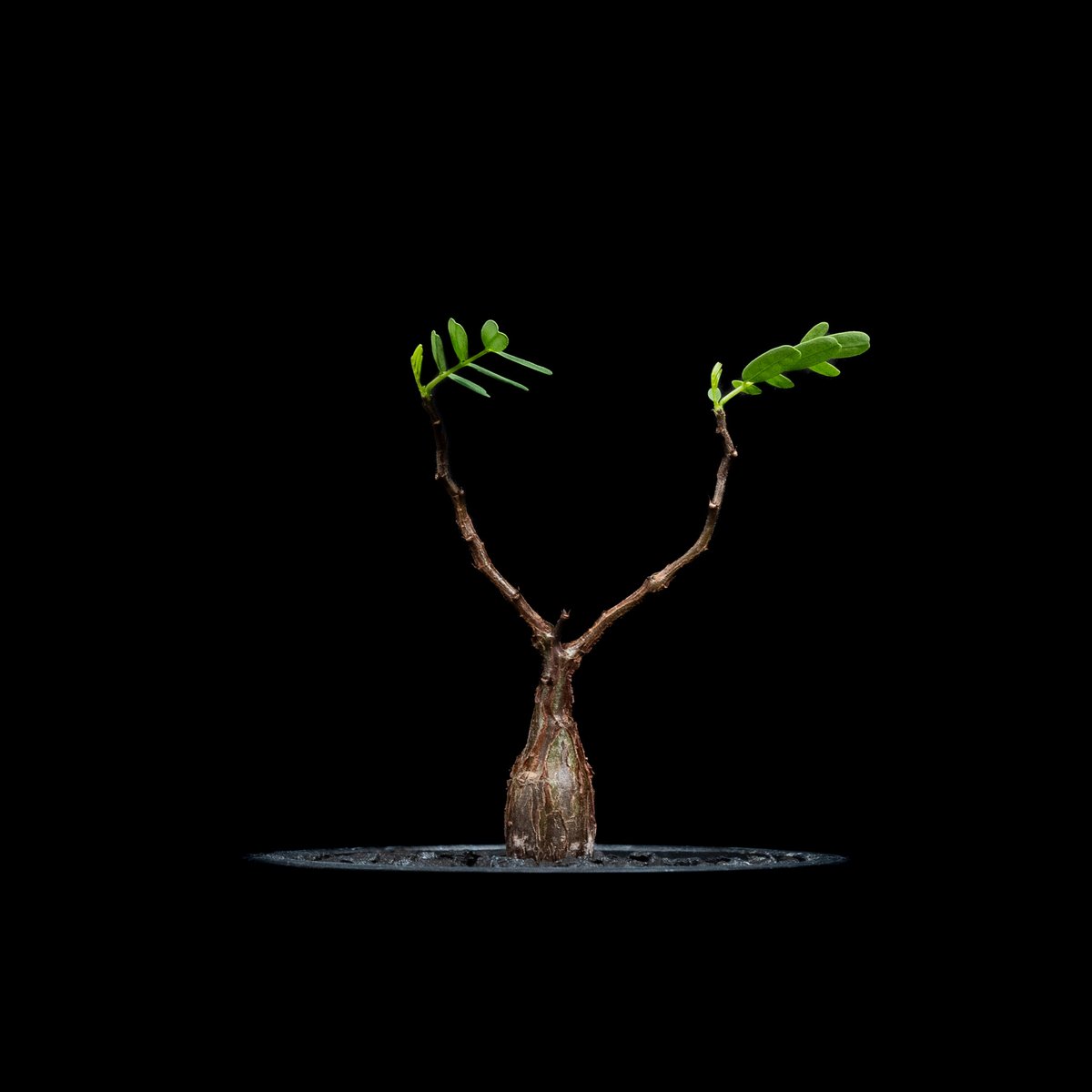 センナ メリディオナリス 14 センナ メリディオナリス / Senna meridionalis #14 | Ducks (