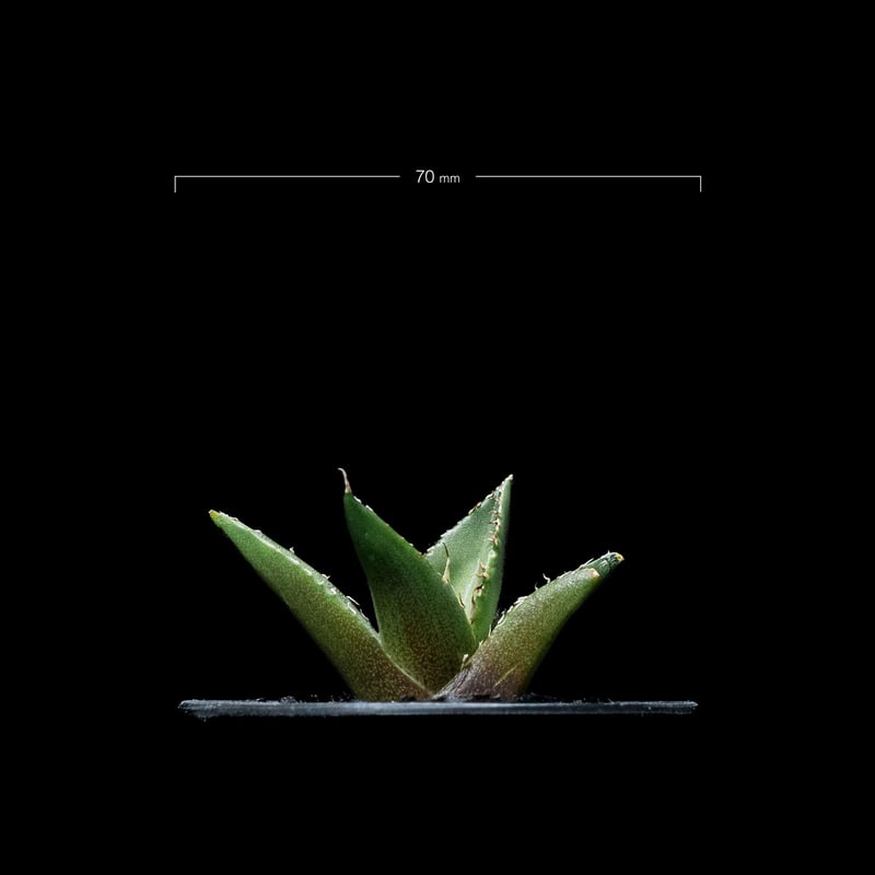 アガベ　チタノタ　ハデス　親株　agave アガベ チタノタ銘品3種セット（ブラック＆ブルー・シーザー