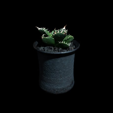 アガベ チタノタ 魔丸 / Agave titanota 'Mamaru' #2