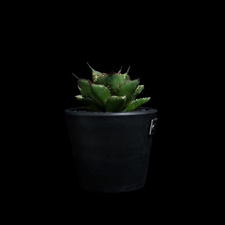 アガベ チタノタ 熊猫 / Agave titanota 'Panda' #4