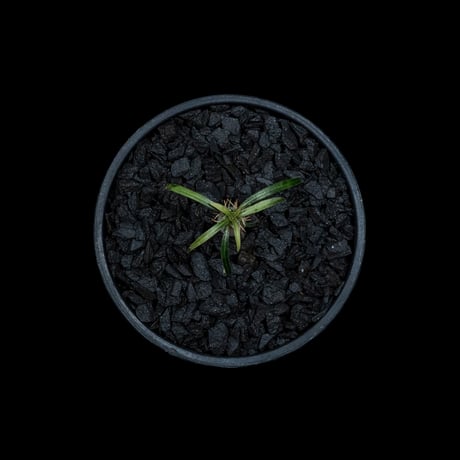 パキポディウム グラキリス / Pachypodium rosulatum var. gracilius #21
