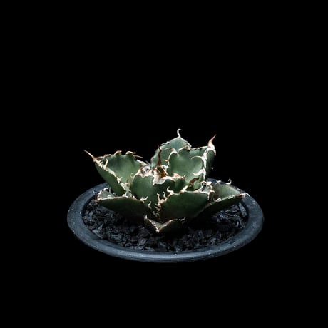 アガベ チタノタ 白鯨 / Agave titanota ‘White Whale’ #8