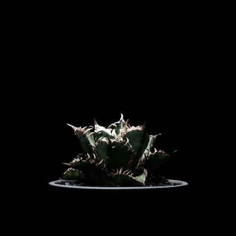 アガベ チタノタ レッド・キャットウィーズル  / Agave titanota ‘Red Catweazle’ #2