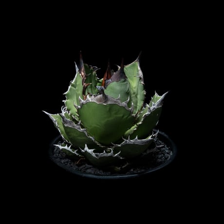 アガベ チタノタ 黒火焔 / Agave titanota ‘Black Fire’ #4