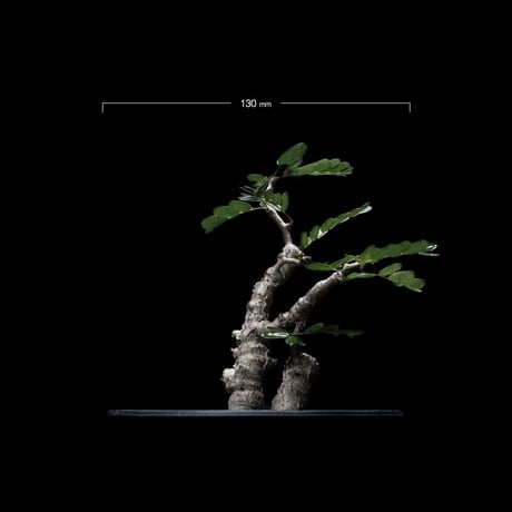 センナ メリディオナリス / Senna meridionalis #4