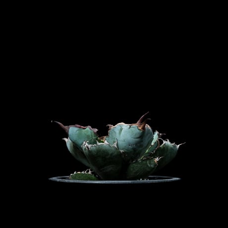 アガベ チタノタ ブラック&ブルー / Agave titanota ‘Black & Blue’ #5