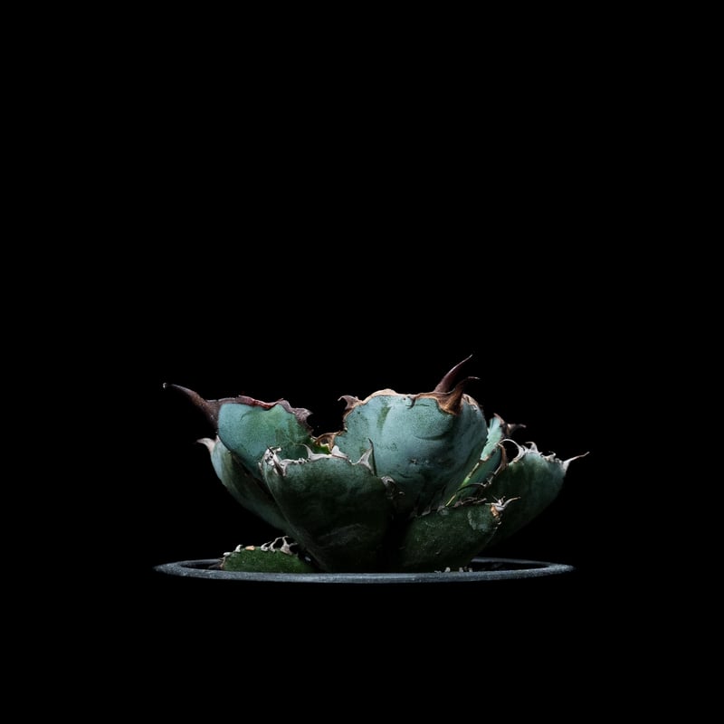 アガベ チタノタ ブラック&ブルー / Agave titanota 'Black & Blu