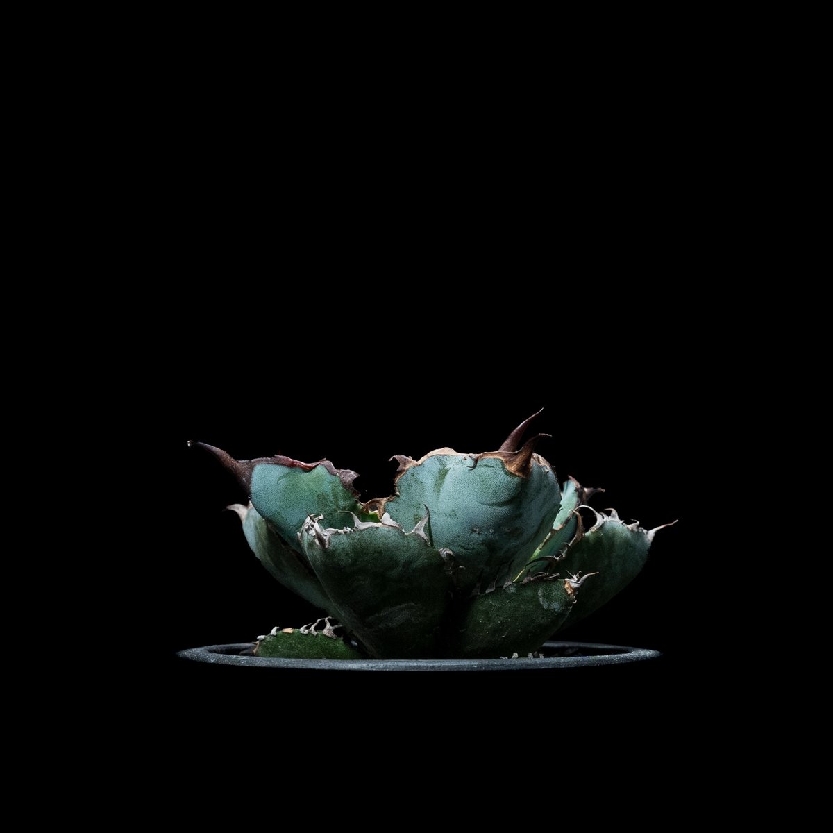 アガベ チタノタ ブラック&ブルー / Agave titanota 'Black & Blu