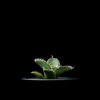 アガベ チタノタ 鯊魚劍 / Agave titanota ‘Shark Sword’ #3