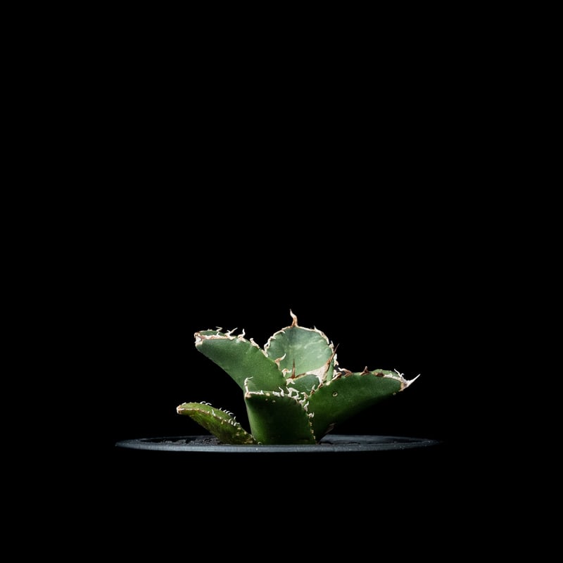 アガベ チタノタ 鯊魚劍 / Agave titanota 'Shark Sword' #3