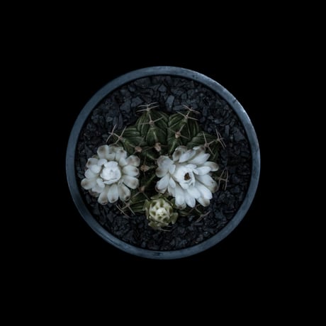 ギムノカリキウム フリードリッヒ×ヒボタン錦 / Gymnocalycium mihanovichii hyb. (v.friedrichi × cv.Hibotannishiki) #1