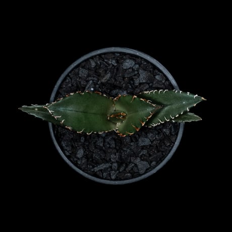 アガベ チタノタ 白鯨 / Agave titanota ‘White Whale’ #45