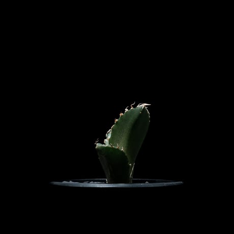 アガベ チタノタ 白鯨 / Agave titanota ‘White Whale’ #50