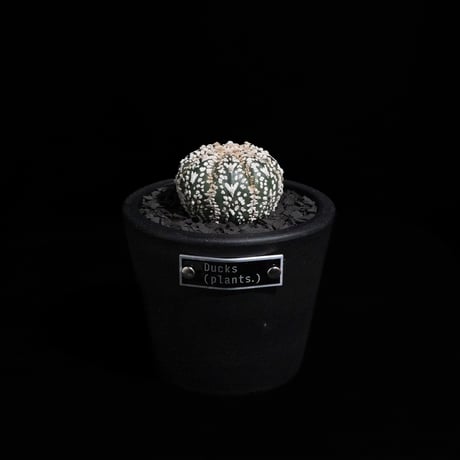 アストロフィツム アステリアス V-type / Astrophytum asterias 'V-type' #6