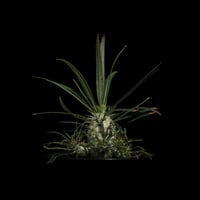パキポディウム グラキリス / Pachypodium rosulatum var. gracilius #55