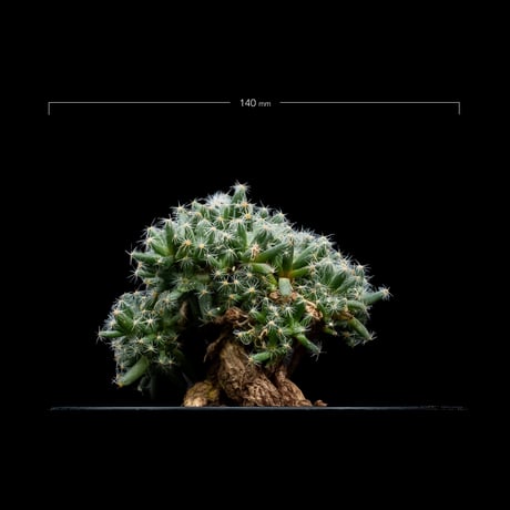 トリコディアデマ デンサム / Trichodiadema densum #8