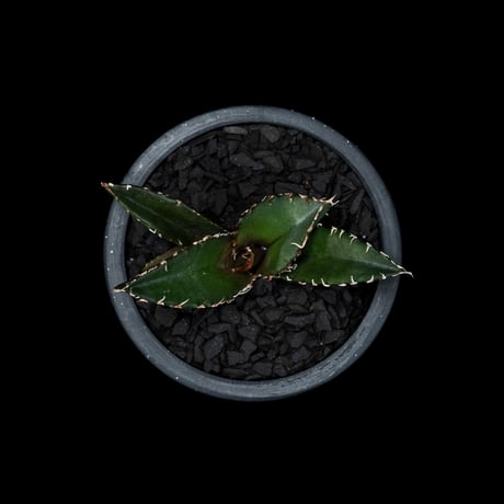 アガベ チタノタ 白鯨 / Agave titanota ‘White Whale’ #80