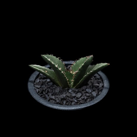 アガベ チタノタ 白鯨 / Agave titanota ‘White Whale’ #13