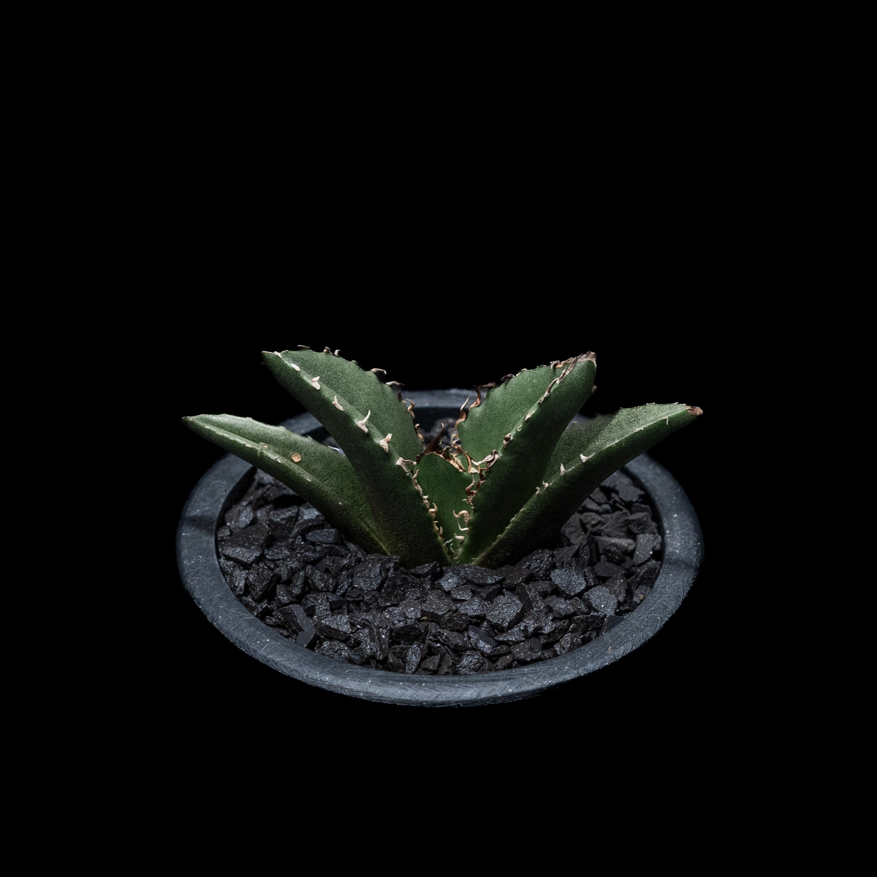 アガベ チタノタ 白鯨 / Agave titanota 'White Whale' #13