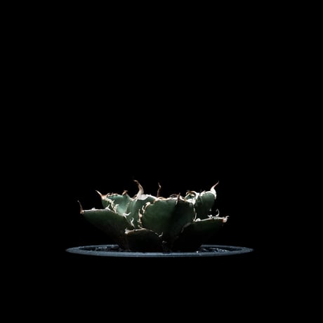 アガベ チタノタ 白鯨 / Agave titanota ‘White Whale’ #8