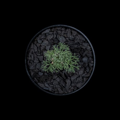 モンソニア ペニクリナム / Monsonia peniculina #21