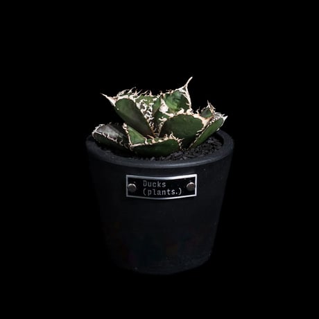 アガベ チタノタ 金剛 / Agave titanota 'King Kong' #1