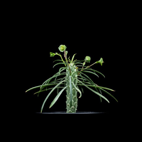 ユーフォルビア ブバリナ / Euphorbia bubalina #1