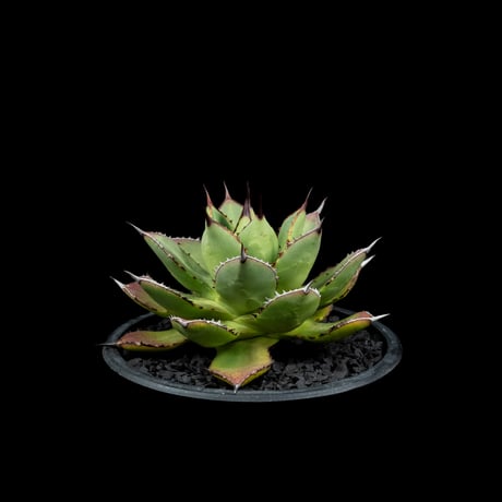 アガベ 兜蟹×笹の雪 / Agave isthmensis ‘Kabutogani’ × victoriae-reginae #3