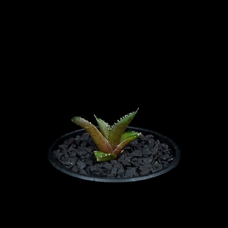 アガベ チタノタ 南アフリカダイヤモンド / Agave titanota ‘South Africa Diamond’ #6